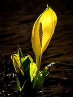 gbowron1-swamp lily
