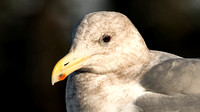 Gull Portrait