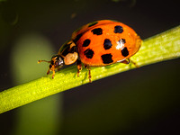 gbowron8 ladybug1
