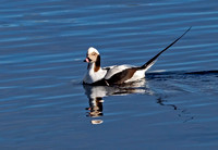 Long-Tailed Duck (Male, Winter Plumage)