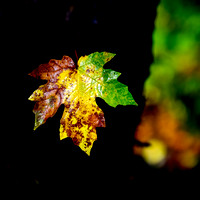 Catch a Falling Leaf