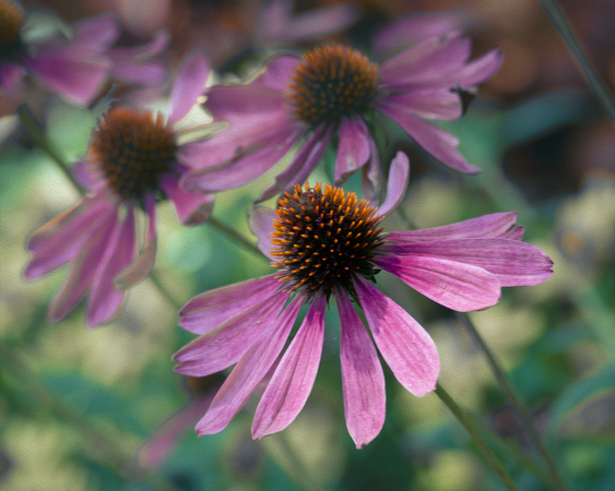 Coneflowers