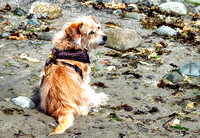 Lilli on the Beach