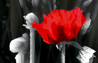 A Poppy of Red