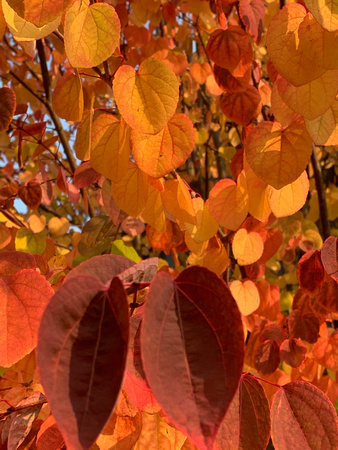 Autumn the season that teaches us, the change can be beautiful