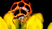 Yellow Flower Ladybug