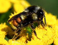 Bee Profile