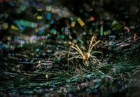 Tangled Web of Light