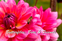 Sep - Butterflies, Bees & Friends