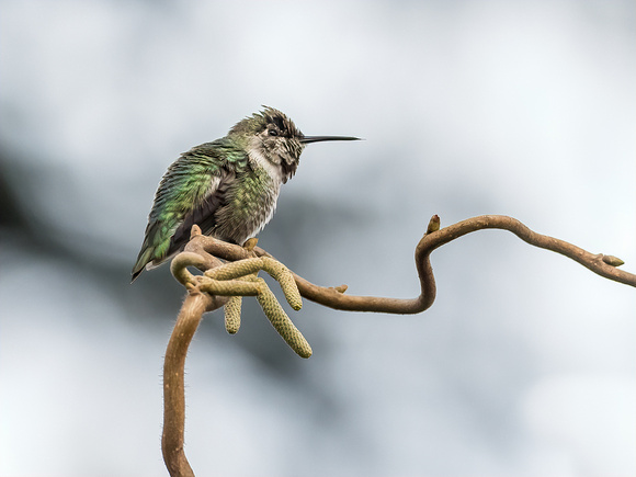 Hummer on curly Willow