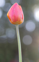 iris-schurz--4-glowing-garden-tulip_49823801752_o