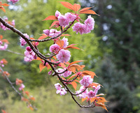iris-schurz-2-spring-blossoms_49823801727_o