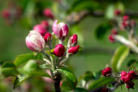 katie-hubberstey-apple-blossom--3_49823801632_o