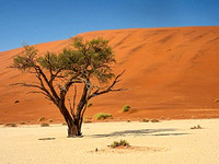 1. Bill Stewart - Surviving Tree Amongst Sand Dunes,  Naukluft Ntl'n Park, Namibia  _A004558