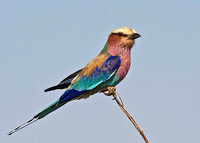 2. Bill Stewart - Lilac-breasted Roller, Botswana _B001477