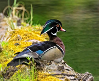 4. Bill Stewart - Male Wood Duck, Cumberland Marsh _A007694