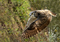 Deb Paterson - Great Horned Owl -1