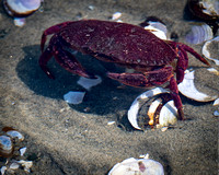 gbowron5-the crab
