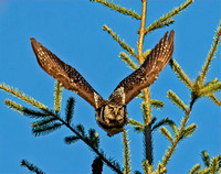 Bill Stewart Hawk Owl in Flight Tc_B001226